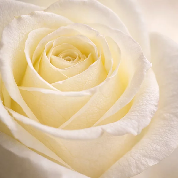 Букет из белых роз 50 см под ленту