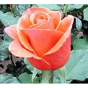 Роза "Арабия"(Arabia)